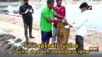31 flapshell turtles found dead in Vadodara lake