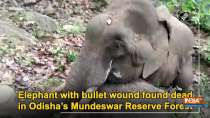 Elephant with bullet wound found dead in Odisha
