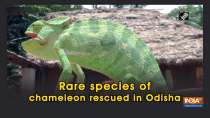 Rare species of chameleon rescued in Odisha
