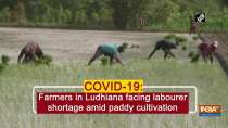 COVID-19: Farmers in Ludhiana facing labourer shortage amid paddy cultivation