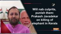 Will nab culprits, punish them: Prakash Javadekar on killing of elephant in Kerala