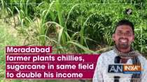 Moradabad farmer plants chillies, sugarcane in same field to double his income
