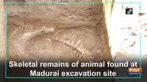 Skeletal remains of animal found at Madurai excavation site