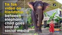 Tik Tok video on friendship between elephant, child goes viral on social media