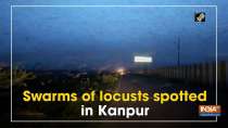 Swarms of locusts spotted in Kanpur