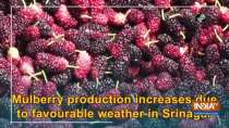 Mulberry production increases due to favourable weather in Srinagar
