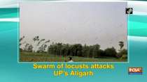 Swarm of locusts attacks UP