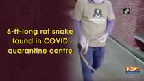 6-ft-long rat snake found in COVID quarantine centre