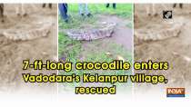 7-ft-long crocodile enters Vadodara