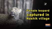 Female leopard captured in Nashik village