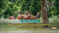 Assam Floods: 66 animals died after Kaziranga National Park submerges in water