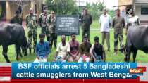 BSF officials arrest 5 Bangladeshi cattle smugglers from West Bengal