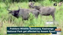 Pobitora Wildlife Sanctuary, Kaziranga National Park get affected by Assam floods