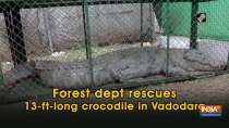Forest dept rescues 13-ft-long crocodile in Vadodara
