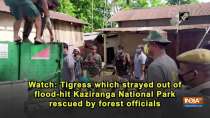 Watch: Tigress which strayed out of flood-hit Kaziranga National Park rescued by forest officials
