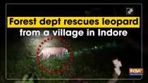 Forest dept rescues leopard from a village in Indore