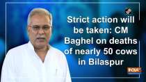 Strict action will be taken: CM Baghel on deaths of nearly 50 cows in Bilaspur