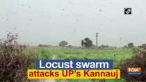 Locust swarm attacks UP