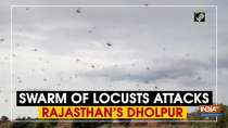 Swarm of locusts attacks Rajasthan