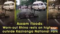 Assam floods: Worn-out Rhino rests on highway outside Kaziranga National Park
