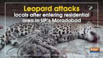 Leopard attacks locals after entering residential area in UP