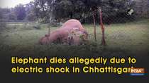 Elephant dies allegedly due to electric shock in Chhattisgarh