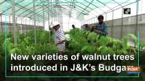 New varieties of walnut trees introduced in J-K