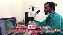 Four new plant species discovered in western ghats