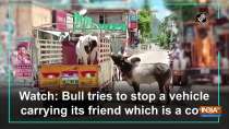 Watch: Bull tries to stop a vehicle carrying its friend which is a cow