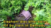 Elephant dies after being hit by train in Dehradun
