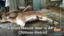 Locals rescue deer in AP
