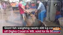 Giant fish weighing nearly 600 kg caught off Digha Coast in WB, sold for Rs 50,000