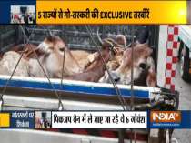 These pictures of cow smuggling from Odisha, Madhya Pradesh and Maharashtra will boil your blood