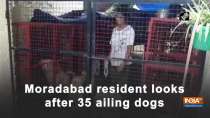 Moradabad resident looks after 35 ailing dogs