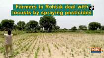 Farmers in Rohtak deal with locusts by spraying pesticides