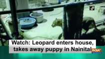 Watch: Leopard enters house, takes away puppy in Nainital