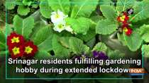 Srinagar residents fulfilling gardening hobby during extended lockdown