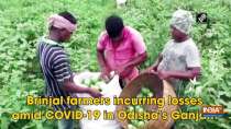 Brinjal farmers incurring losses amid COVID-19 in Odisha