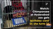 Watch: Chimpanzee at Hyderabad zoo gets 