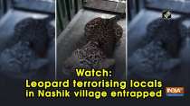 Watch: Leopard terrorising locals in Nashik village entrapped