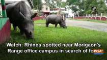 Watch: Rhinos spotted near Morigaon