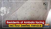 Residents of Ambala facing red flour beetles menace