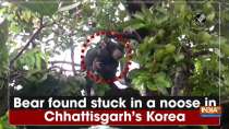 Bear found stuck in a noose in Chhattisgarh