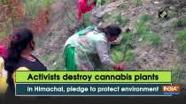 Activists destroy cannabis plants in Himachal, pledge to protect environment