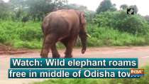 Watch: Wild elephant roams free in middle of Odisha town