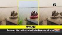 Watch: Farmer, his bullocks fall into Mahanadi river