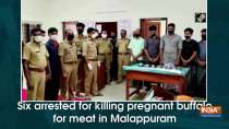 Six arrested for killing pregnant buffalo for meat in Malappuram