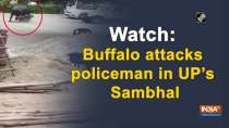 Watch: Buffalo attacks policeman in UP