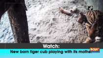 Watch: New born tiger cub playing with its mother