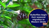 Butterflies begin their seasonal migration to Western Ghats